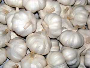 hvidløg